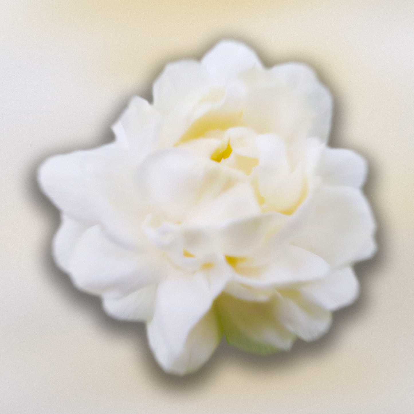 JASMINE Sample Pack