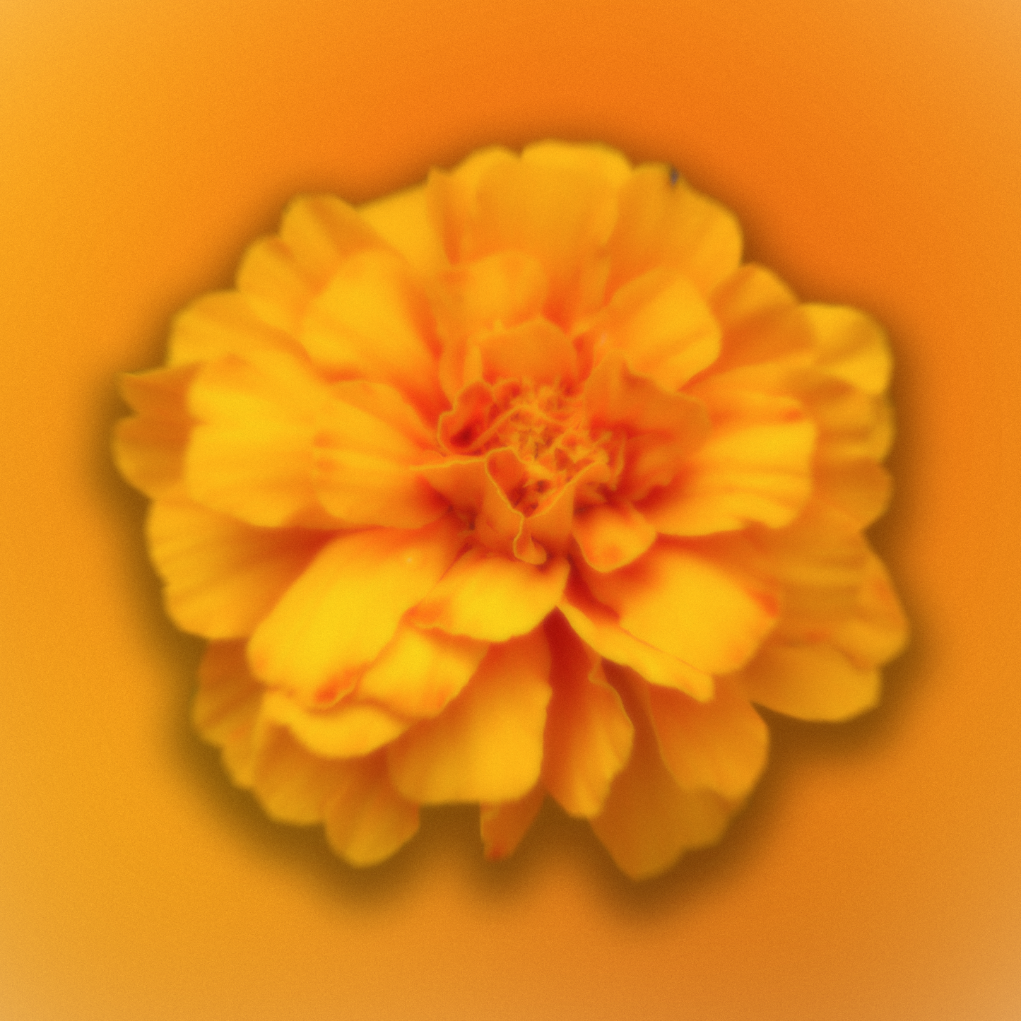 MARIGOLD Sample Pack